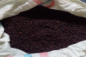 Indonesia Clove from Indonesia